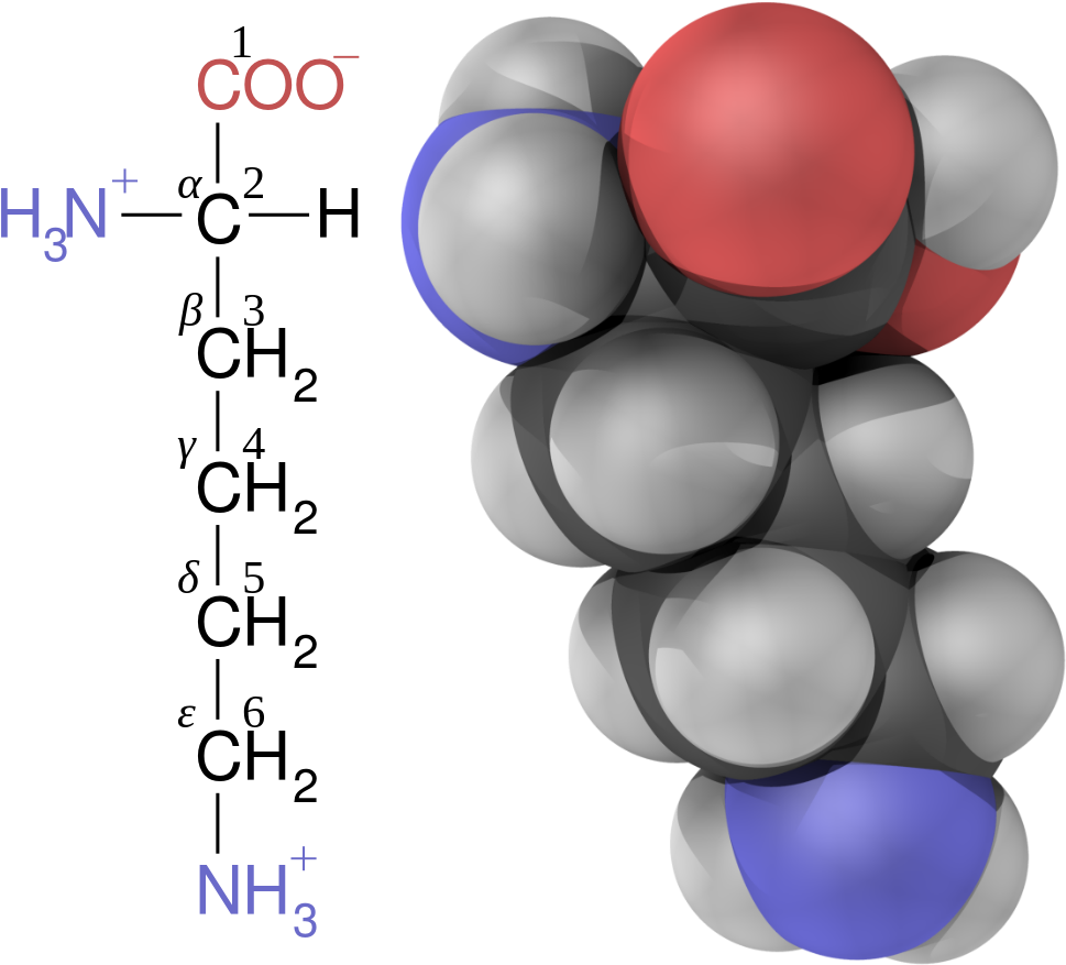 Open - Alpha Beta Gamma Carbons Amino Acids (1000x913)