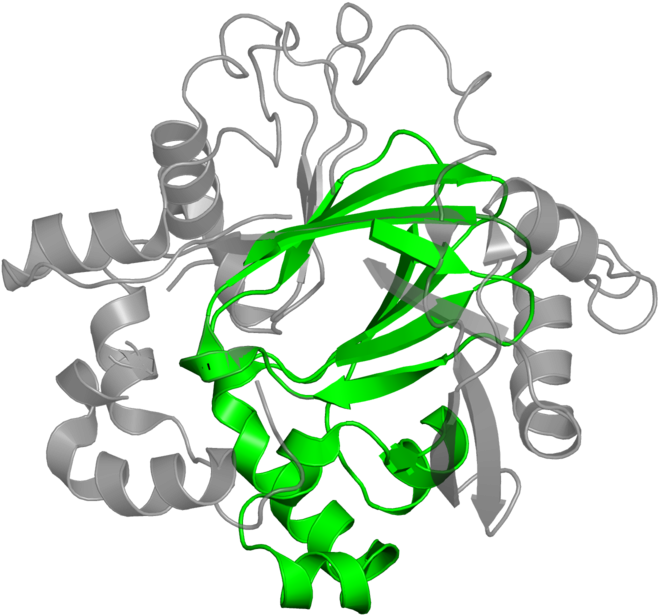 <div Class='caption-body'>1 Copy Of Pfam Domain - Illustration (800x800)