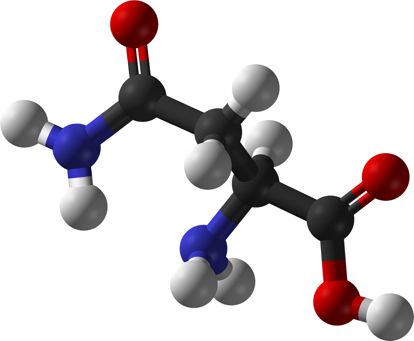 L Asparagine 3d Balls - L Alanine Vs D Alanine (1535x1282)