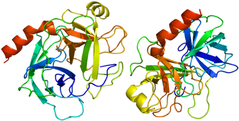 Powder Trypsin, Usage - Trypsinogen To Trypsin Structure (500x263)