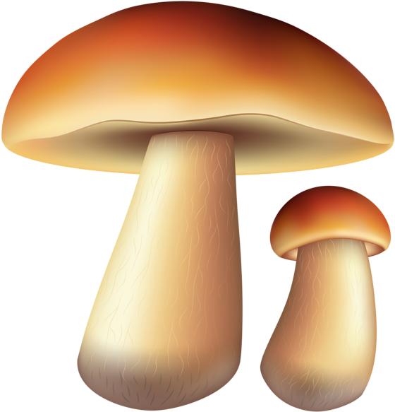 Грибы Бесплатно Png Картинку - Clip Art (575x600)