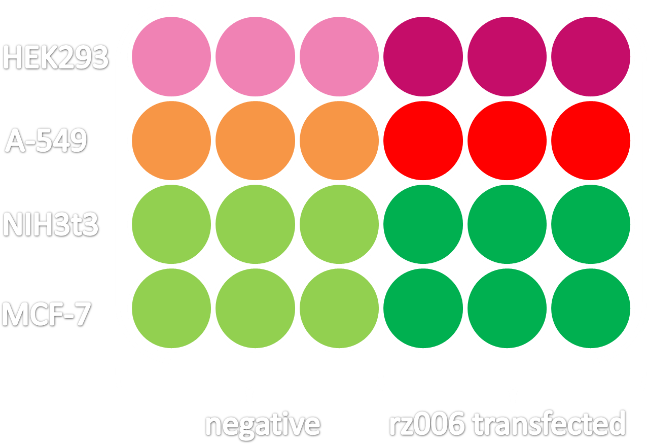 Infection Of Different Cell Lines With The Viral Vector - Round Color Coding Labels Pink (1328x883)