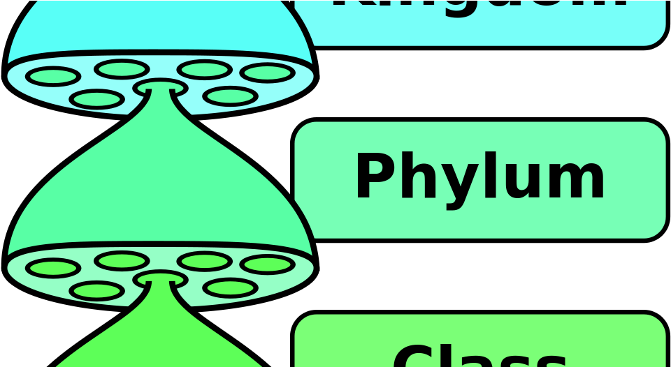 Kingdom Bacteria Definition (1000x525)