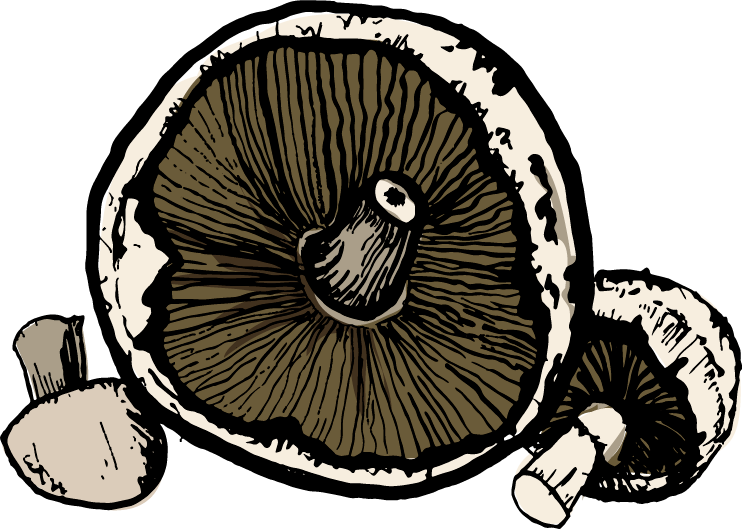Mushrooms - Illustration (742x529)