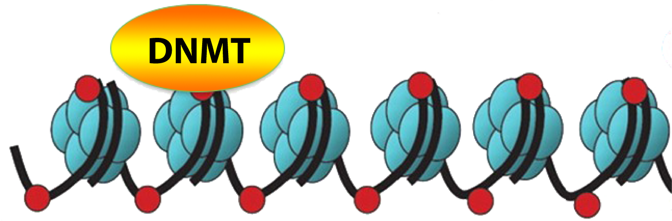 Experimental Section - Epigenetic Methylation Of Dna (1346x444)