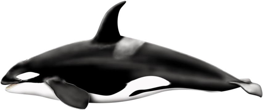 Killer Whale Png Transparent Images Wallpapers With - Killer Whale Png (900x396)