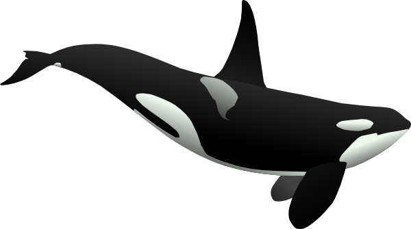 Orca Clip Art At Clker Com Vector Clip Art Online Royalty - Writing Paper Template (600x335)