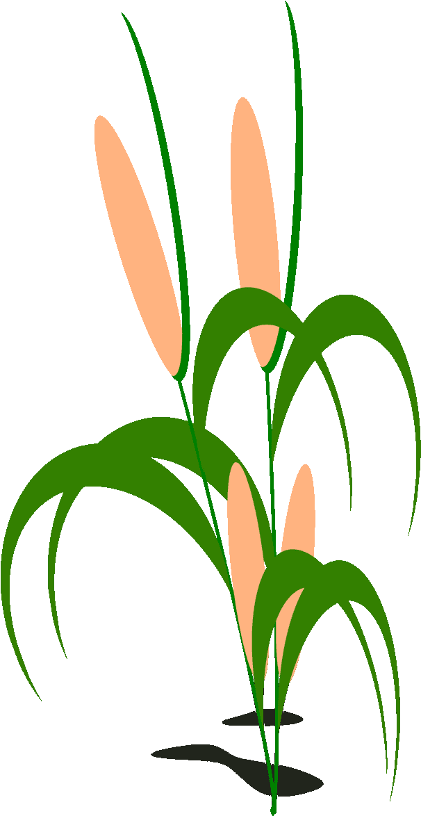 15 Surprising Corn Clipart For Free - Clip Art (720x1280)