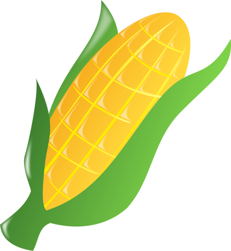 Corn On The Cob 2 Public Domain Vectors - Ear Of Corn Clipart (459x500)
