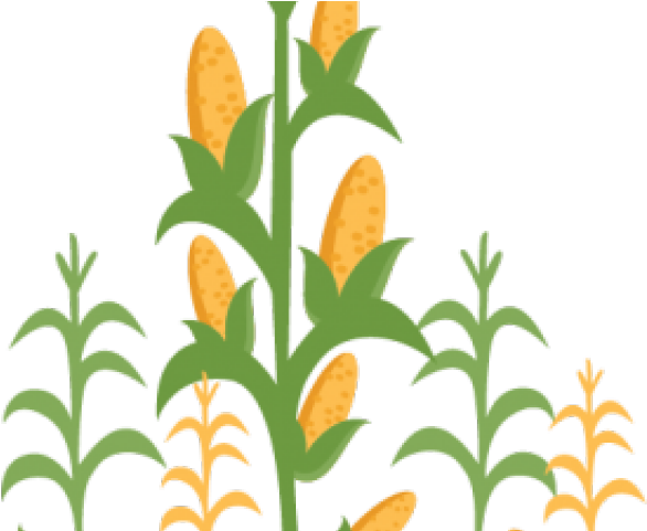Stalk Clipart Clipart Corn - Corn Stalk Corn Clipart (640x480)