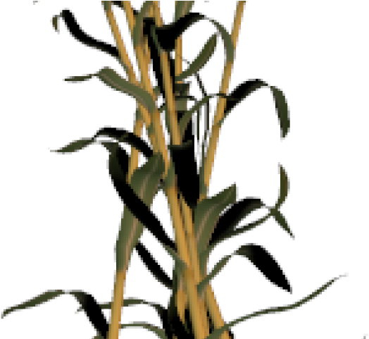 Corn Stalk Clipart - Oleander (640x480)