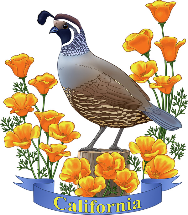 Bleed Area May Not Be Visible - California Quail & Golden Poppy California Quail (600x685)