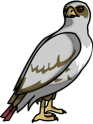 Birds Of Prey Are Always So Tricky To Draw, Because - Birds Of Prey Are Always So Tricky To Draw, Because (310x413)
