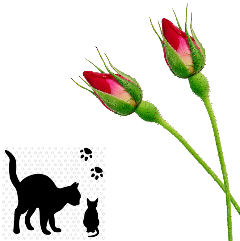 Cat Kitten Sil Small Inpixio - Cat Kitten Sil Small Inpixio (777x800)