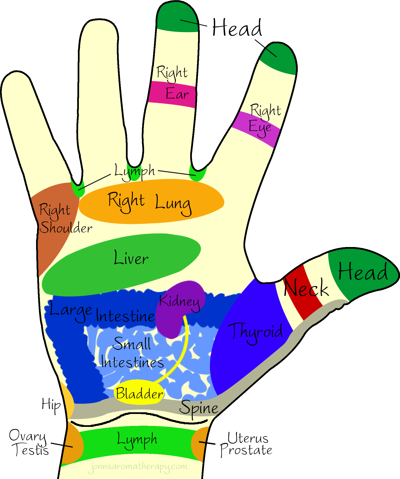 Right Hand - Inside Palm Of Hand (1674x2003)