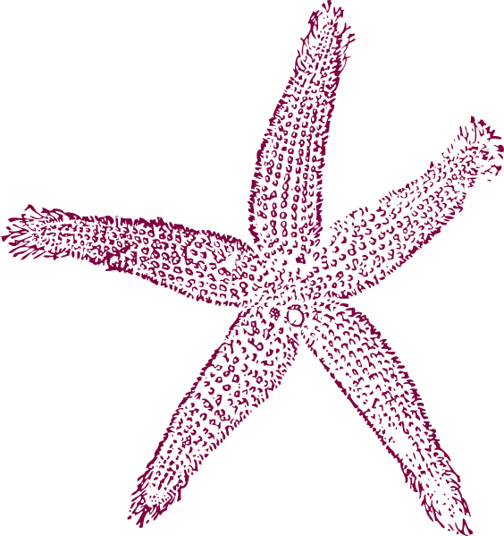 Starfish Prints Clip Art At Clker - Estrellas De Mar Png (564x599)