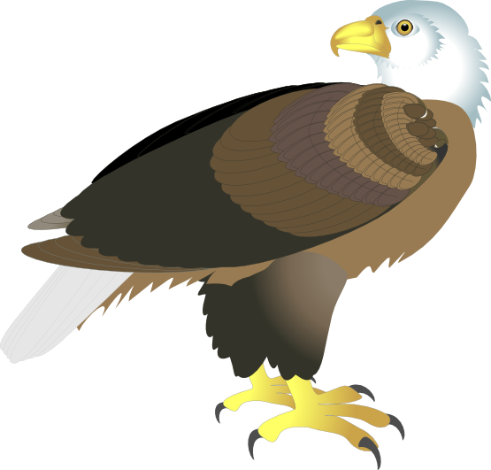 Eagle Clipart Side View - Eagle (555x531)
