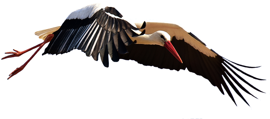 Stork, Fly, Landing, Elegant, Feather, Bird, Plumage - Fonditos Para Enmarcar Fotos Png (960x490)