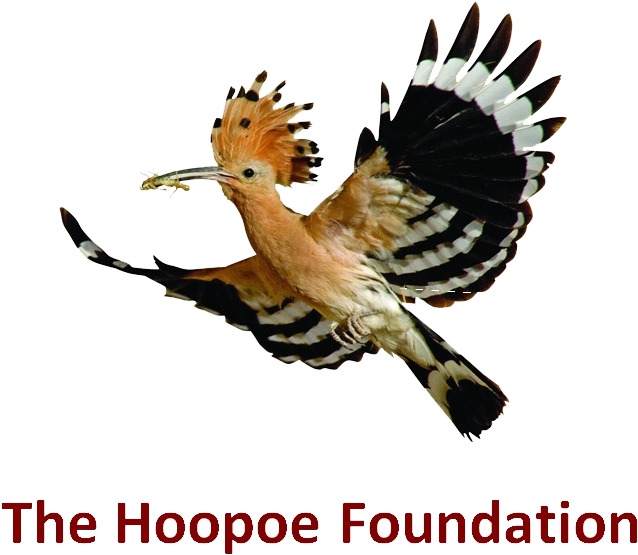 Supported By - Hoopoe Bird (662x569)