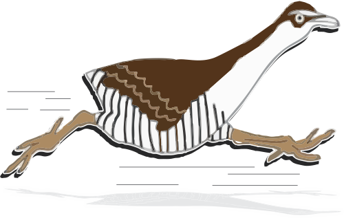 Koko Bird Illustration Of A Running Koko Bird Koko - Ko Ko Bird Clipart (500x317)