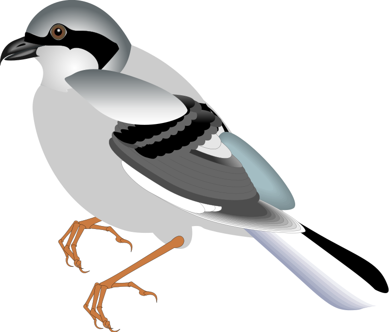 Bird 12 Free Vector - Bird Natural Art Clip (800x683)
