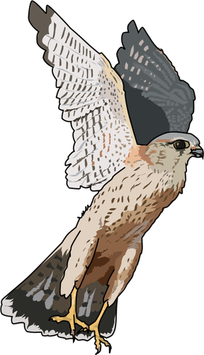 Bird Of Prey Clipart Bird Shadow Pencil And In Color - Free Use Falcon (288x500)