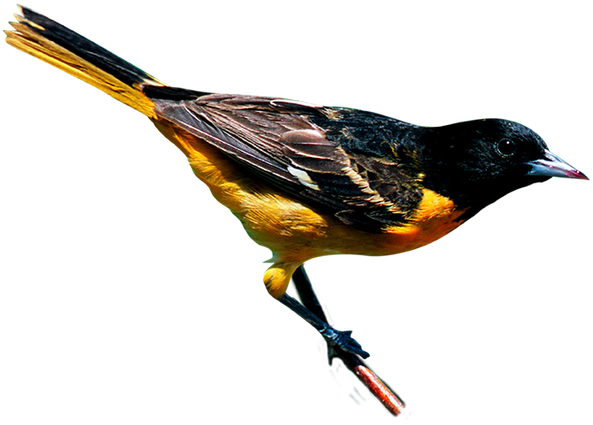 Climate Change Threatens To Disrupt The Ranges Of Birds - Red Winged Blackbird (600x448)