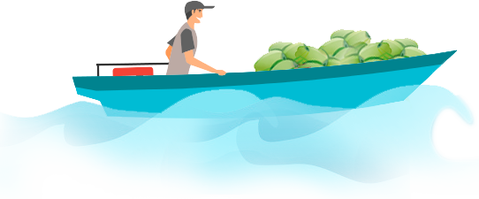 The Tender Coconuts Are Detached From The Bunches We - Illustration (542x225)