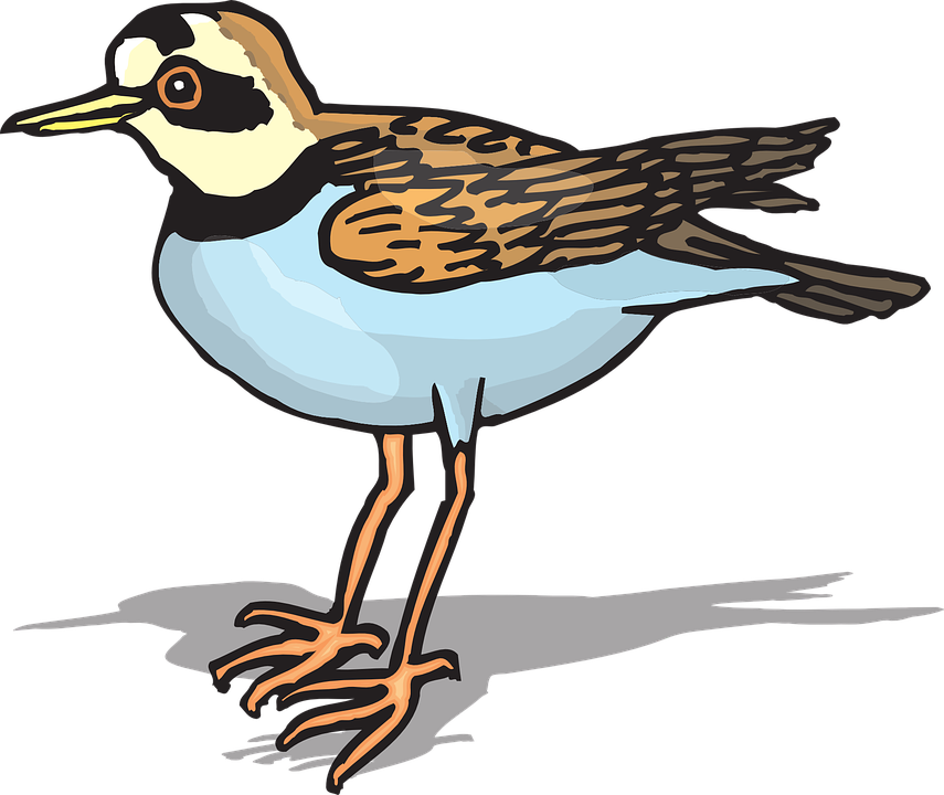 Bird Flying Clipart 29, Buy Clip Art - Plover Clipart (855x720)