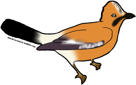 Jay Clipart Jay Bird - Blue Jay (500x335)