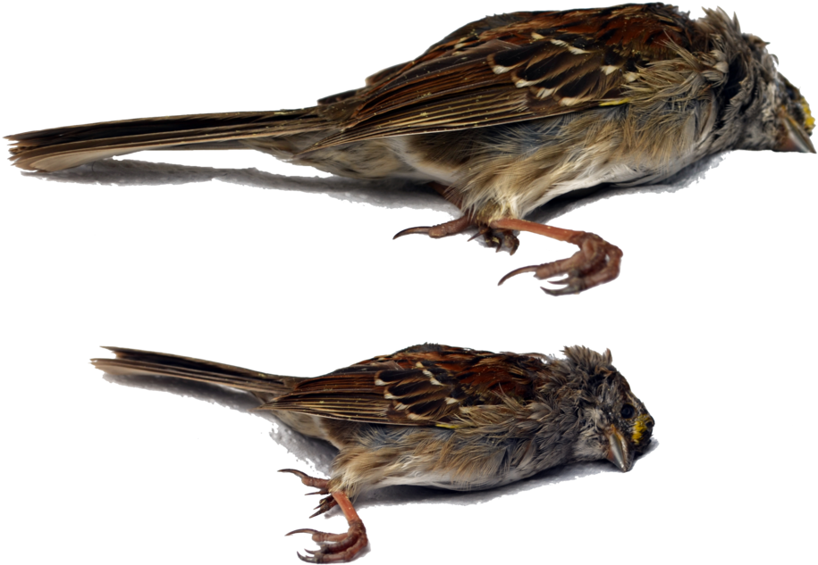 Dead Bird Png Stock Dsc 0459 N 0465 By Annamae22 - Bird (1098x727)