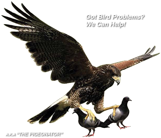 Pigeon/bird Control, Abatement, Clean-up, Removal And - Pigeon Cleaning (628x544)