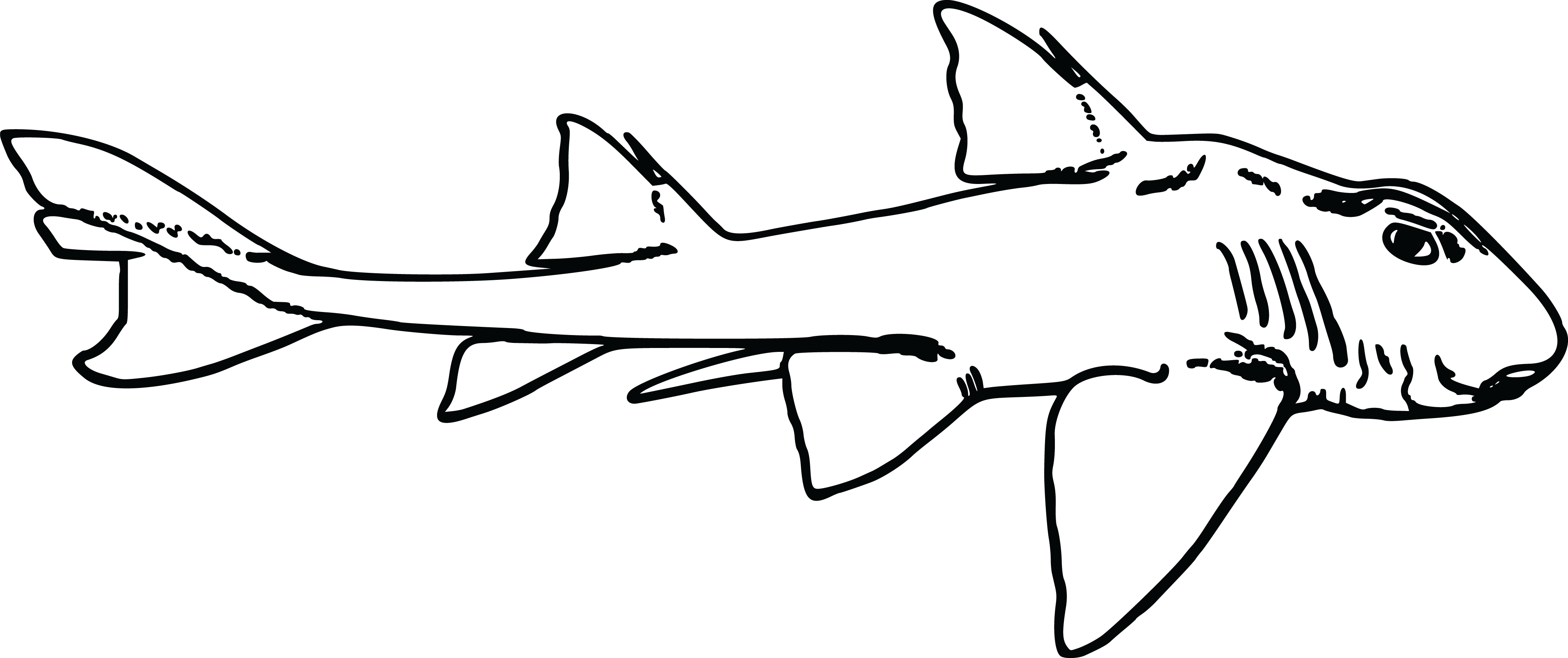 Free Clipart Of A Shark - Port Jackson Shark Heads (4000x1681)