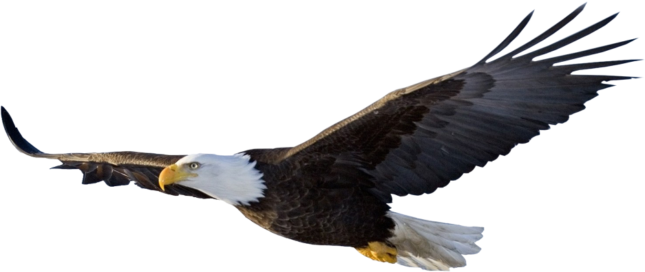 Eagle's Wings - Flying Eagle Png (943x400)