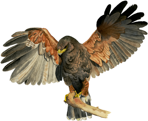 Bleed Area May Not Be Visible - Falke-flattern Wings Aquarell-malerei Poster (600x533)