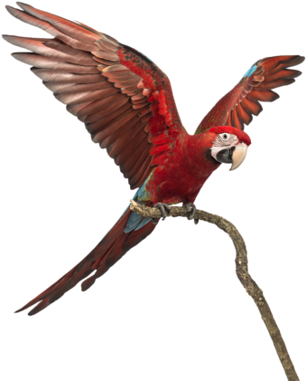 Explore 1 Year Olds, Wings, And More - Red-and-green Macaw (500x456)