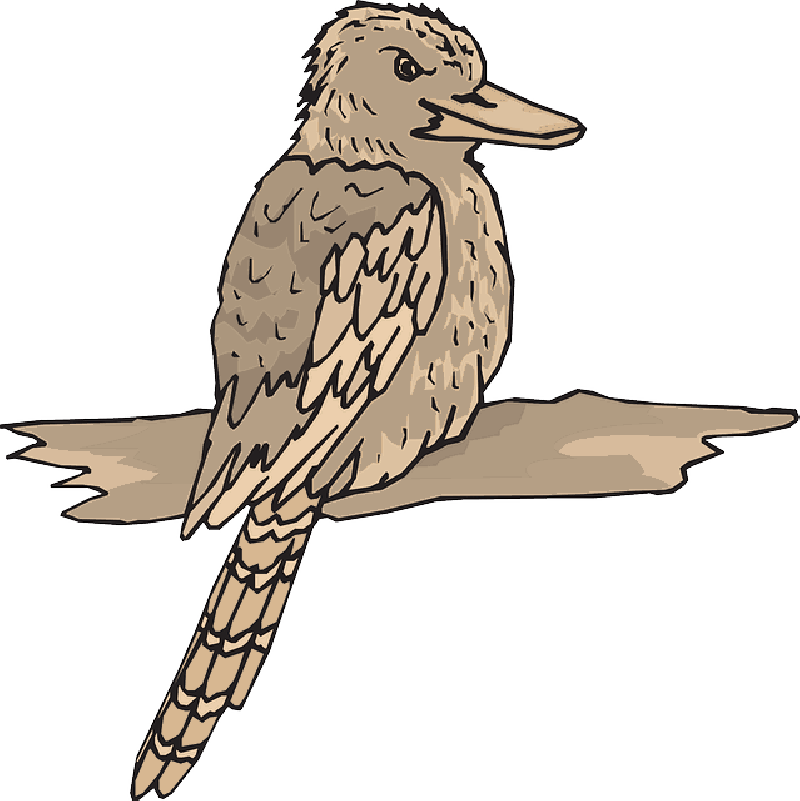 Bird, Wood, Wings, Animal, Beak, Feathers, Kookaburra - Australia Kookaburra Clipart Free (800x801)