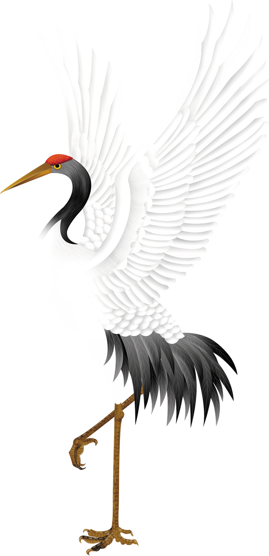 Red-crowned Crane Bird Stork - 白鹤 (925x1906)