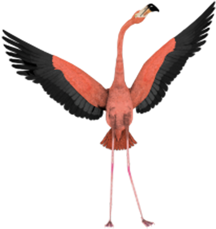 Bird Flight Flamingo Wing Clip Art - Flamingo Transparent Background (600x480)