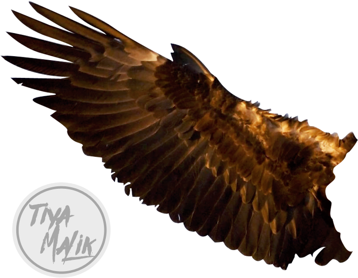 Eagle By Saltylittledreams - Eagle Wings Png (742x593)
