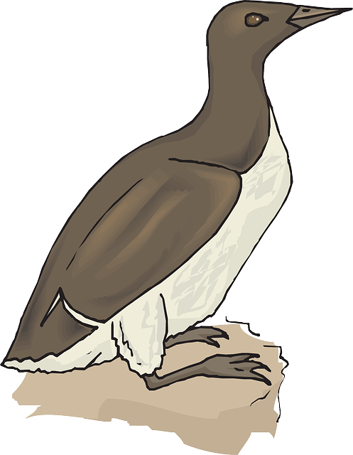 Wings, Animal, Feathers, Species - Bird (497x640)