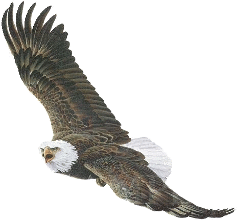 Wings - Eagle Gif No Background (600x600)