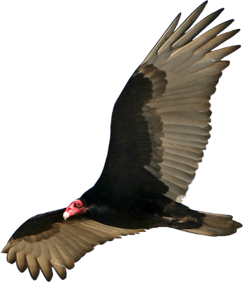 Vulture Open Wings Download In Png Format - Vulture Png (400x400)