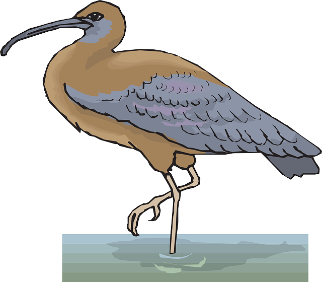 Bird, Wings, Ibis, Leg, Animal, Feathers, Bent - Moving Animations Of Birds (640x560)