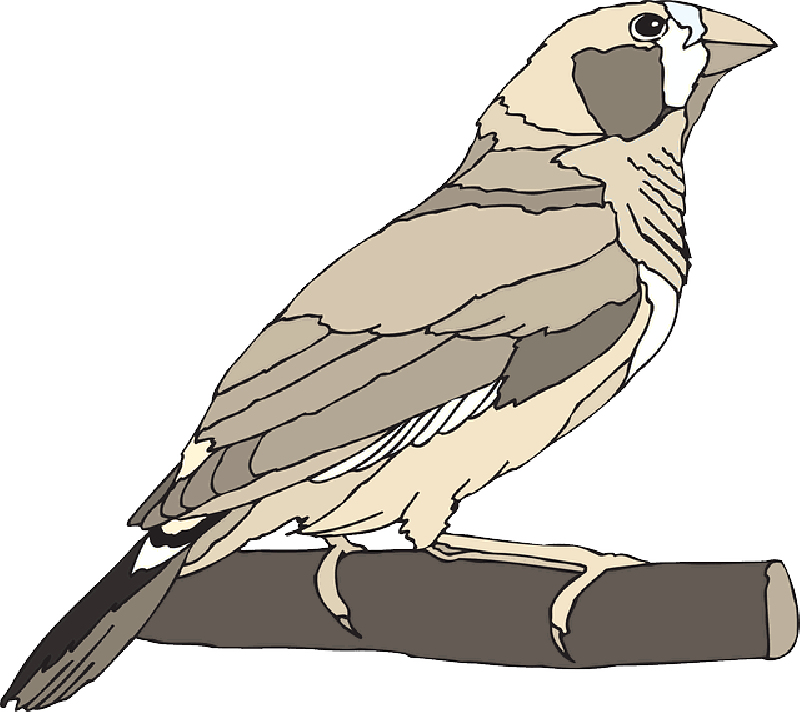 Bird, Branch, Zebra, Wings, Animal, Beak, Finch - Zebra Finch Clip Art (800x712)