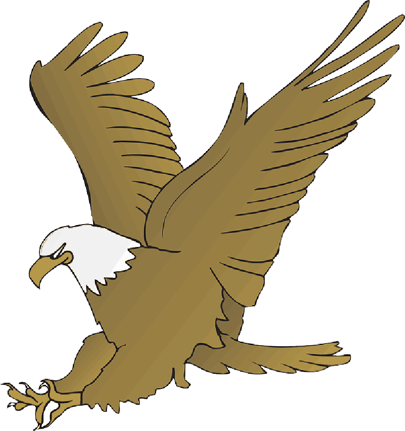 Eagle, Wings, Animal, Beak, Claws, Hunting, Feathers - Animated Pictures Of Eagle (800x850)