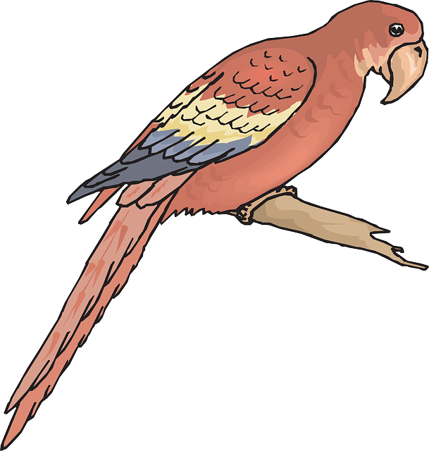 Bird, Branch, Wings, Animal, Macaw, Feathers, Species - Feather (609x640)