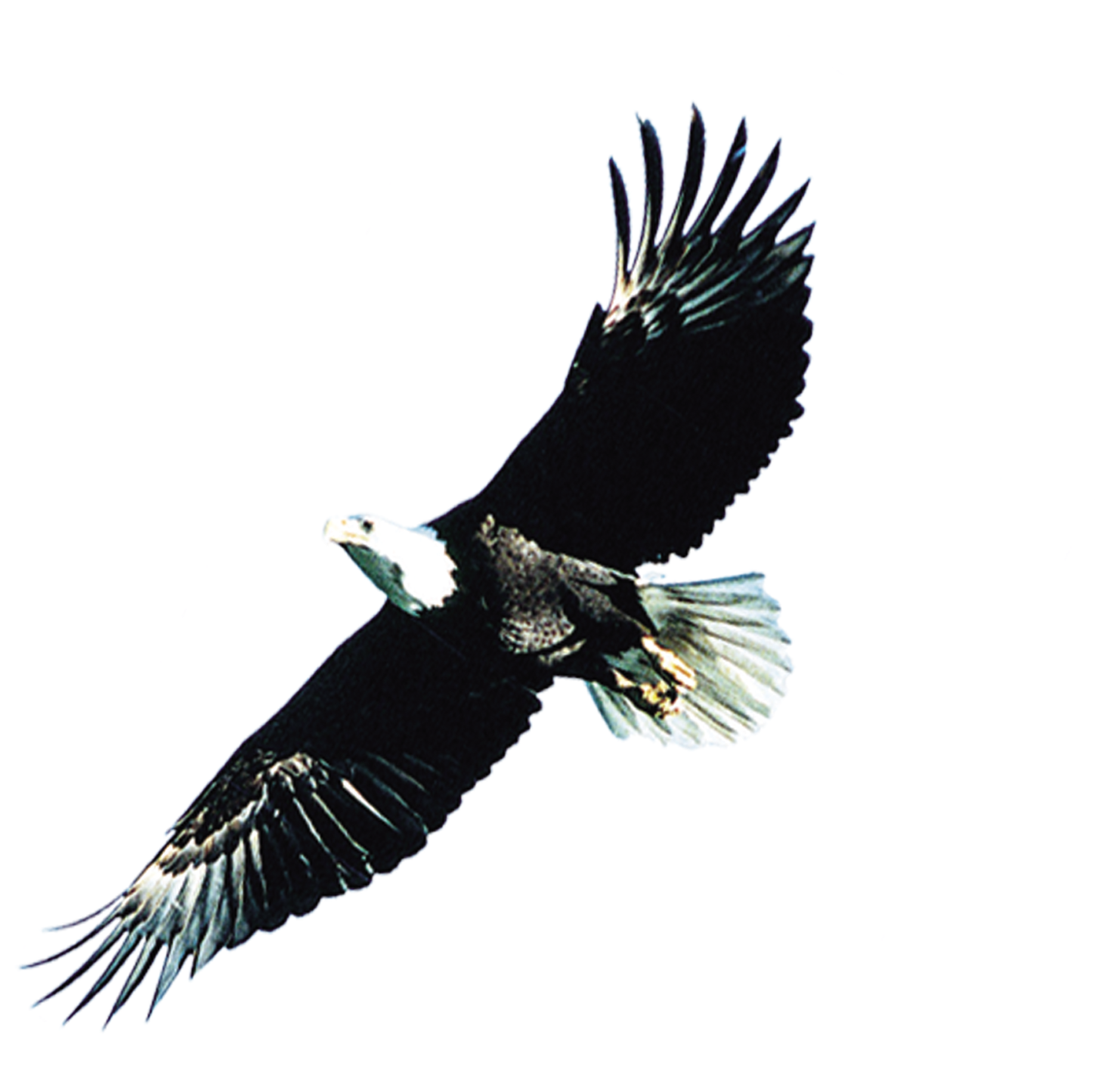 Bald Eagle Atlxe9tico Clube Juventus - Clip Art (2268x1857)