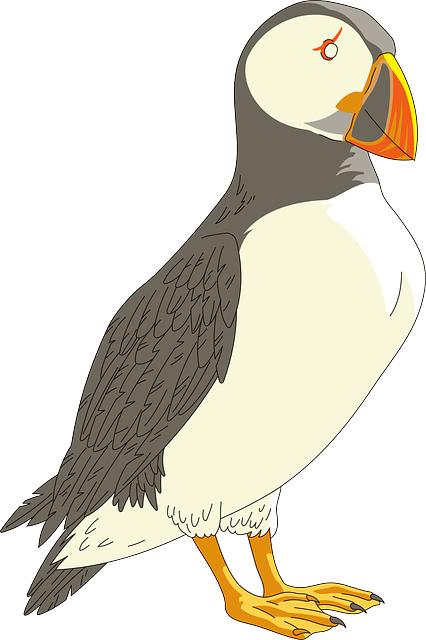 Bird, Wings, Sad, Animal, Beak, Feathers - Puffin Transparent Background (426x640)