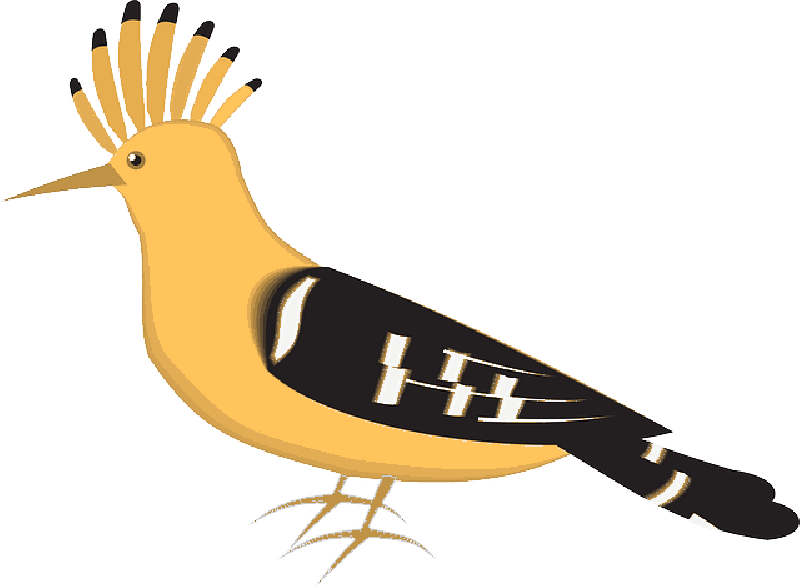 Bird, Wings, Animal, Feathers, Species - Hoopoe Clipart (800x587)